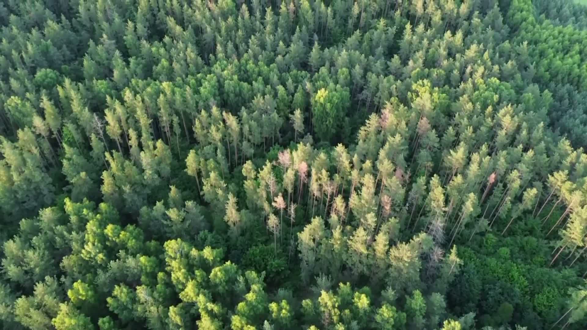 A drone video from Patryk Toczyński's portfolio on LetsFly.